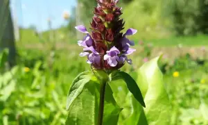 Eine kleine braune Heilwirkung: Die Brunelle blüht mit violetten Blüten im satten Grün.