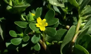Ein kleines, gelbes Blümchen auf einem Portulak-Strauch. Was ist Portulak? Eine essbare Pflanze mit fleischigen Blättern.
