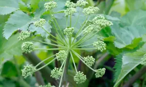Nahaufnahme der zarten, grünen Blütenkugeln des Engelwurzes. Die Blätter sind groß und gezackt. Die Engelwurz Wirkung ist vielfältig.