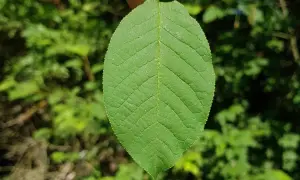 Ein grünes Blatt der amerikanischen Traubenkirsche, gehalten von Fingern, mit unscharfem grünen Hintergrund.
