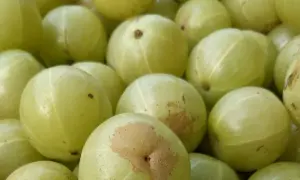 Nahaufnahme von hellgrünen Amla-Früchten, die für ihre gesundheitliche Wirkung bekannt sind.
