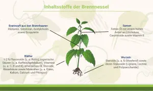Brennnessel-Illustration zeigt Inhaltsstoffe. Die Brennnessel wirkt positiv auf die Psyche durch Serotonin.