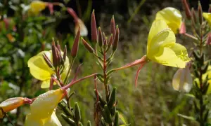 Gelbe Nachtkerzenblüten mit Tautropfen. Die Knospen sind rot und behaart. Nachtkerze essbar: Blätter und Samen sind essbar.