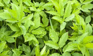 Nahaufnahme von Gierschblättern. Die grüne, gezackte Blätterstruktur zeigt die typische Giersch Wirkung im Garten.