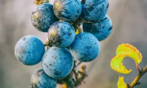 Dunkelblaue, bereifte Schlehen hängen an einem Zweig. Vorsicht, giftig schlehen! Ein gelbes Blatt im Hintergrund.