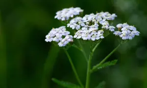 Zarte weiße Blütenstände der Schafgarbe, bekannt für ihre positive Schafgarbe Wirkung Leber.