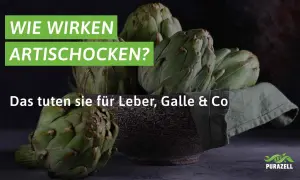 Frische Artischocken in einer Schale. Der Text fragt: "Wie wirken Artischocken?" und erklärt die artischockenextrakt wirkung für Leber und Galle.