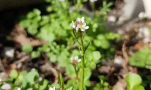 Kleine weiße Blüten des behaarten Schaumkrauts wachsen im Sonnenlicht.