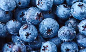 Frische Heidelbeeren mit Wassertropfen, bereit für süße Leckereien.