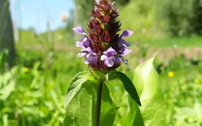 Eine kleine braune Heilwirkung: Die Brunelle blüht mit violetten Blüten im satten Grün.