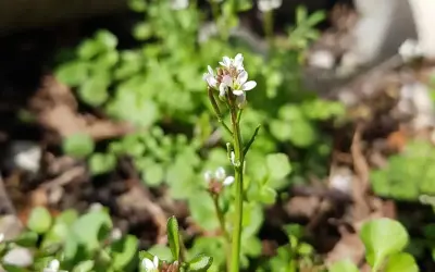 Kleine weiße Blüten des behaarten Schaumkrauts wachsen im Sonnenlicht.