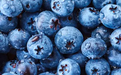 Frische Heidelbeeren mit Wassertropfen, bereit für süße Leckereien.