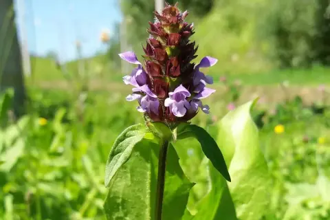 Eine kleine braune Heilwirkung: Die Brunelle blüht mit violetten Blüten im satten Grün.