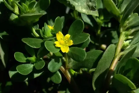 Ein kleines, gelbes Blümchen auf einem Portulak-Strauch. Was ist Portulak? Eine essbare Pflanze mit fleischigen Blättern.