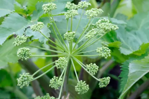 Nahaufnahme der zarten, grünen Blütenkugeln des Engelwurzes. Die Blätter sind groß und gezackt. Die Engelwurz Wirkung ist vielfältig.