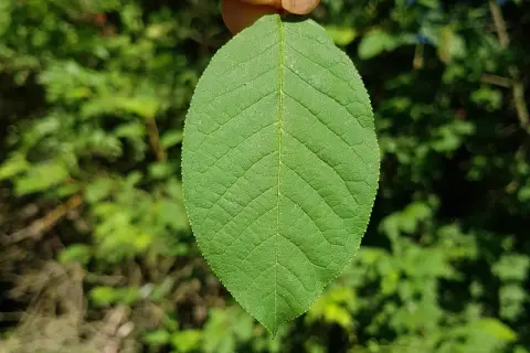 Ein grünes Blatt der amerikanischen Traubenkirsche, gehalten von Fingern, mit unscharfem grünen Hintergrund.
