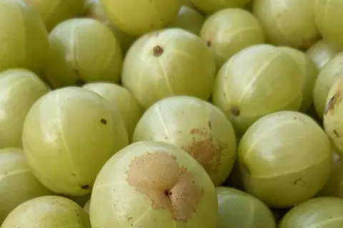 Nahaufnahme von hellgrünen Amla-Früchten, die für ihre gesundheitliche Wirkung bekannt sind.