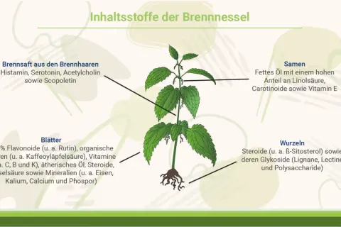 Brennnessel-Illustration zeigt Inhaltsstoffe. Die Brennnessel wirkt positiv auf die Psyche durch Serotonin.