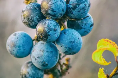 Dunkelblaue, bereifte Schlehen hängen an einem Zweig. Vorsicht, giftig schlehen! Ein gelbes Blatt im Hintergrund.