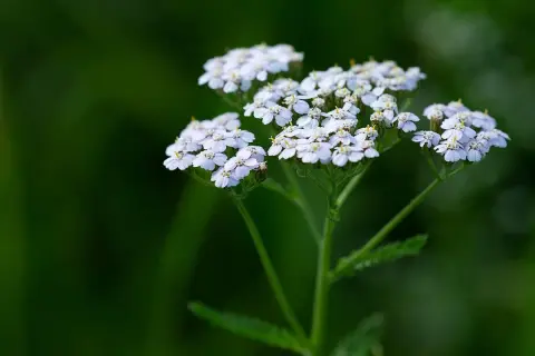 Zarte weiße Blütenstände der Schafgarbe, bekannt für ihre positive Schafgarbe Wirkung Leber.