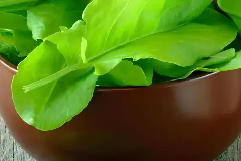 Frische, grüne Sauerampferblätter in einer braunen Schale. Dieses Kraut ist bekannt dafür, dass Sauerampfer gesund ist und viele Vitamine enthält.