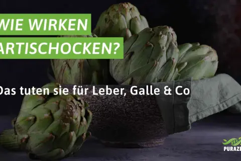 Frische Artischocken in einer Schale. Der Text fragt: "Wie wirken Artischocken?" und erklärt die artischockenextrakt wirkung für Leber und Galle.