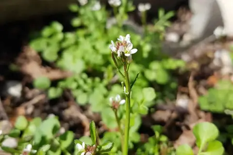 Kleine weiße Blüten des behaarten Schaumkrauts wachsen im Sonnenlicht.