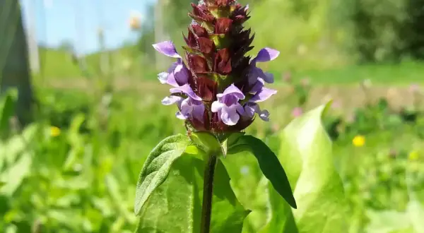 Eine kleine braune Heilwirkung: Die Brunelle blüht mit violetten Blüten im satten Grün.