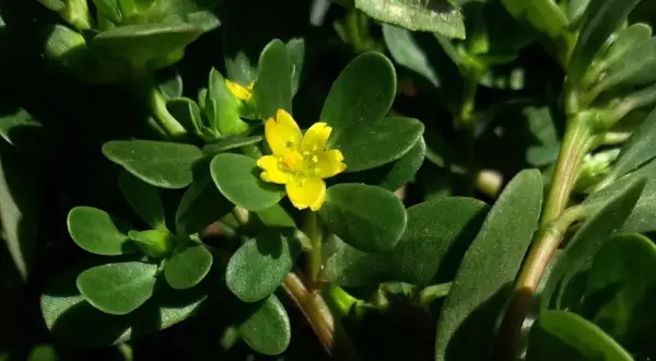 Ein kleines, gelbes Blümchen auf einem Portulak-Strauch. Was ist Portulak? Eine essbare Pflanze mit fleischigen Blättern.