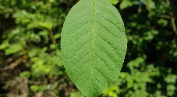 Ein grünes Blatt der amerikanischen Traubenkirsche, gehalten von Fingern, mit unscharfem grünen Hintergrund.