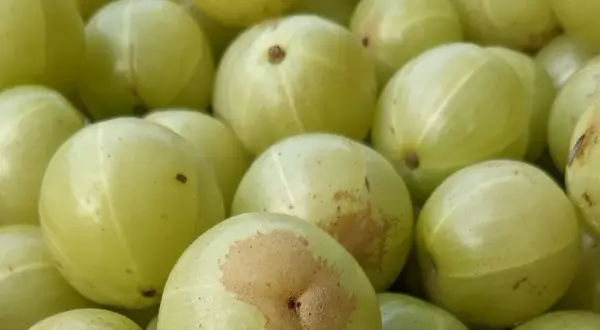 Nahaufnahme von hellgrünen Amla-Früchten, die für ihre gesundheitliche Wirkung bekannt sind.