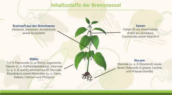 Brennnessel-Illustration zeigt Inhaltsstoffe. Die Brennnessel wirkt positiv auf die Psyche durch Serotonin.