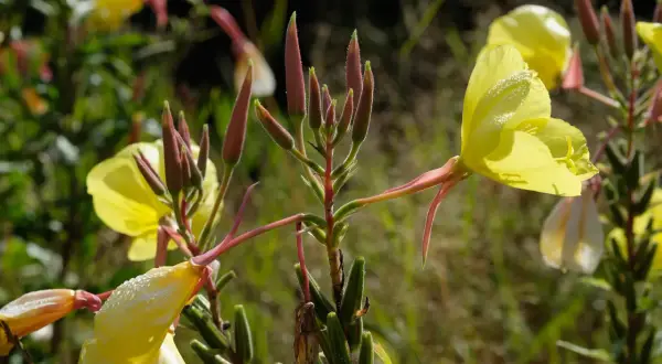 Gelbe Nachtkerzenblüten mit Tautropfen. Die Knospen sind rot und behaart. Nachtkerze essbar: Blätter und Samen sind essbar.