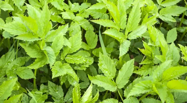 Nahaufnahme von Gierschblättern. Die grüne, gezackte Blätterstruktur zeigt die typische Giersch Wirkung im Garten.