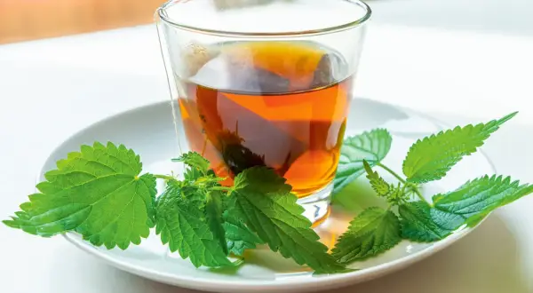 Ein Glas Brennnesseltee mit frischen Brennnesselblättern auf einem Teller. Die Brennnessel verwendung als Tee ist bekannt für ihre gesundheitlichen Vorteile.