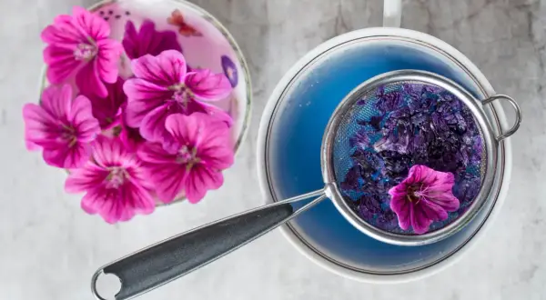 Malvenblüten in einem Sieb über blauem Tee. Frische Malvenblüten liegen daneben. Die **Malve Wirkung Psyche** kann durch diesen beruhigenden Tee unterstützt werden.