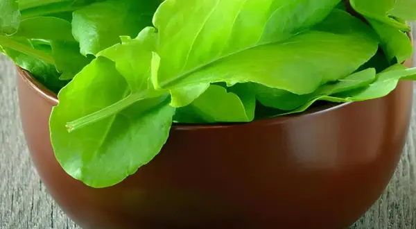 Frische, grüne Sauerampferblätter in einer braunen Schale. Dieses Kraut ist bekannt dafür, dass Sauerampfer gesund ist und viele Vitamine enthält.