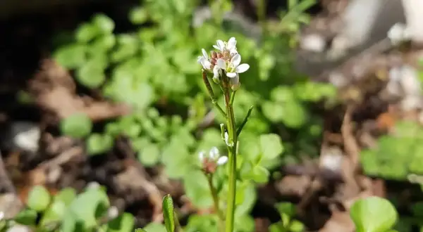Kleine weiße Blüten des behaarten Schaumkrauts wachsen im Sonnenlicht.