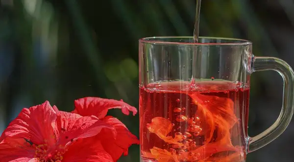 Ein Glas Hibiskustee, der helfen kann, welcher Tee senkt Cholesterin und Blutdruck, neben roten Hibiskusblüten.