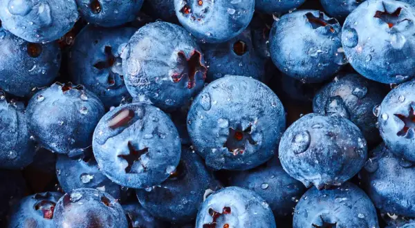 Frische Heidelbeeren mit Wassertropfen, bereit für süße Leckereien.