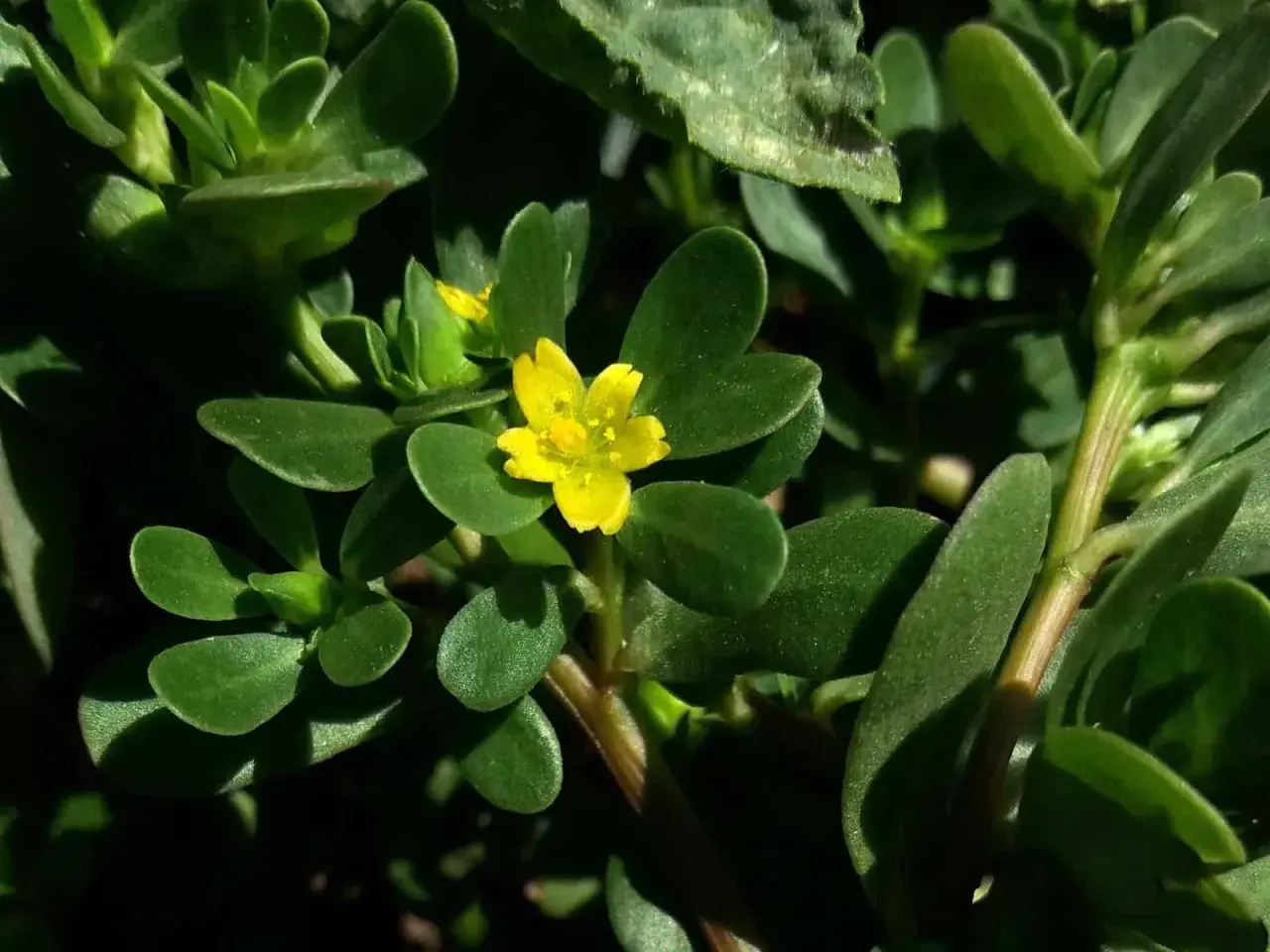 Ein kleines, gelbes Blümchen auf einem Portulak-Strauch. Was ist Portulak? Eine essbare Pflanze mit fleischigen Blättern.