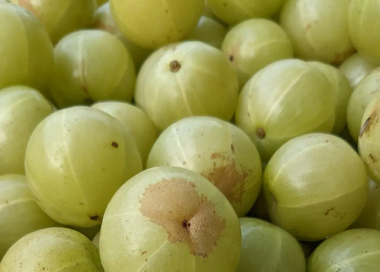 Nahaufnahme von hellgrünen Amla-Früchten, die für ihre gesundheitliche Wirkung bekannt sind.
