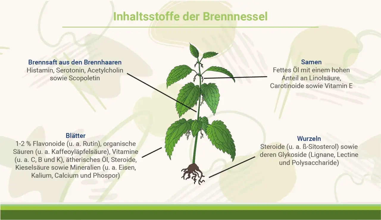 Brennnessel-Illustration zeigt Inhaltsstoffe. Die Brennnessel wirkt positiv auf die Psyche durch Serotonin.