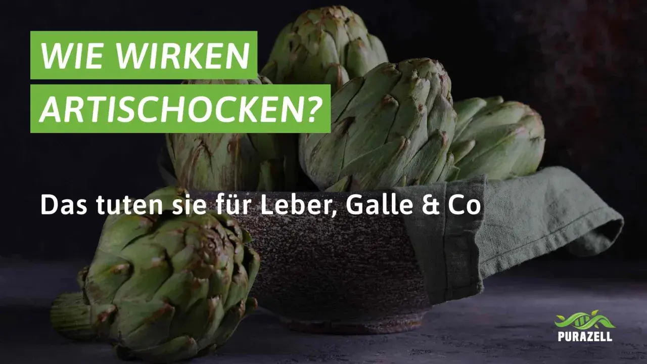 Frische Artischocken in einer Schale. Der Text fragt: "Wie wirken Artischocken?" und erklärt die artischockenextrakt wirkung für Leber und Galle.