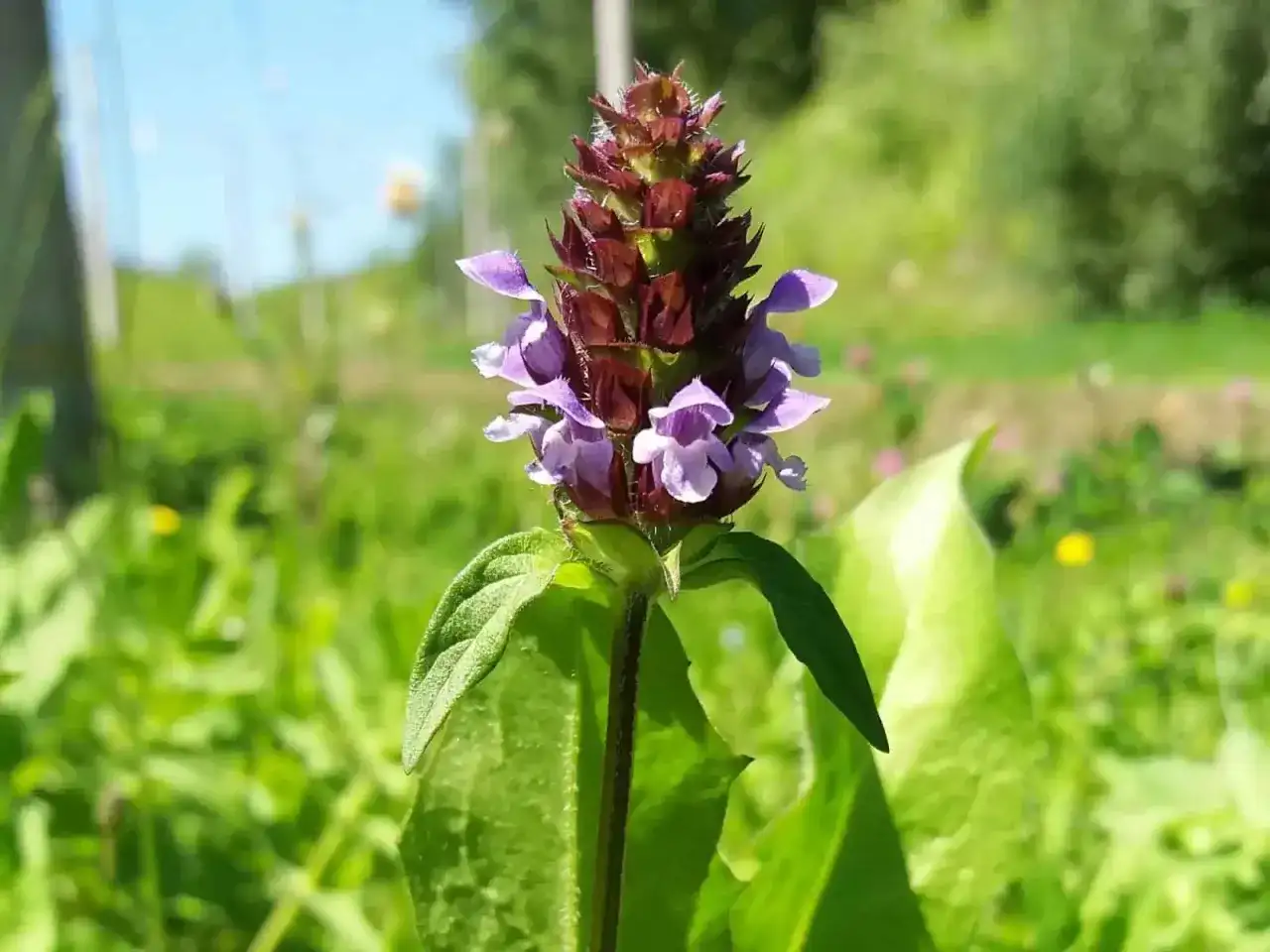 Eine kleine braune Heilwirkung: Die Brunelle blüht mit violetten Blüten im satten Grün.