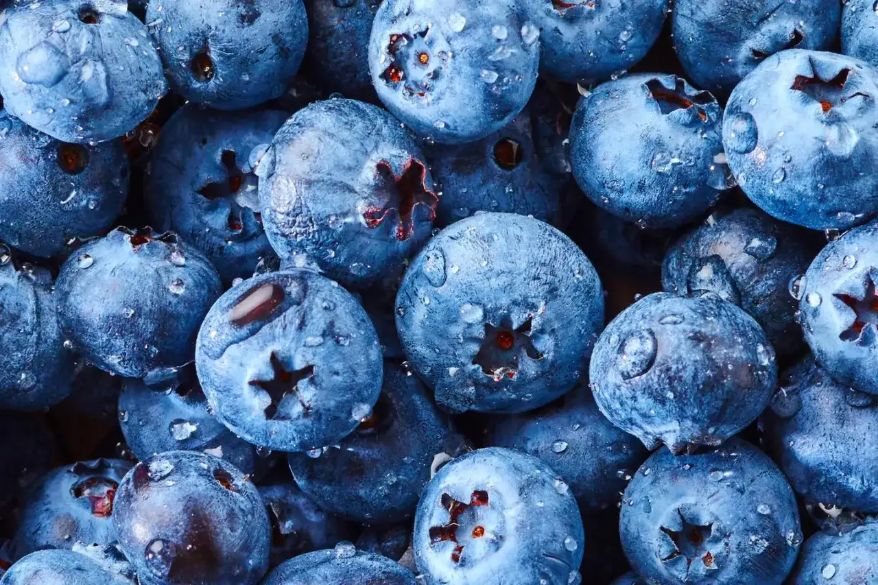 Frische Heidelbeeren mit Wassertropfen, bereit für süße Leckereien.