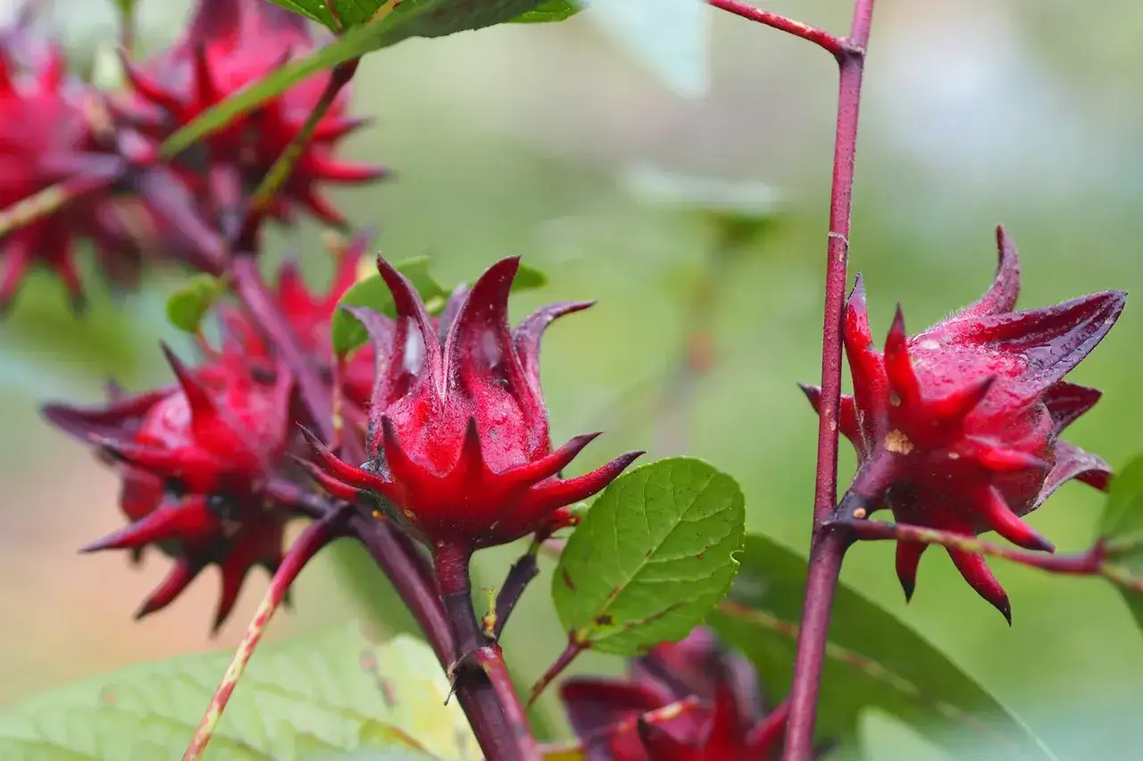 Hibiskusbl&uuml;ten, die f&uuml;r Tees verwendet werden, welcher Tee senkt Cholesterin und Blutdruck.