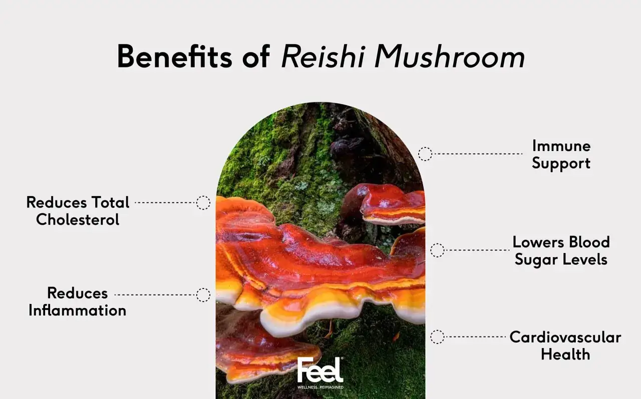 Reishi-Pilze auf einem Baumstamm. Die reishi wirkung psyche wird durch Vorteile wie Immununterstützung und Stressreduktion hervorgehoben.