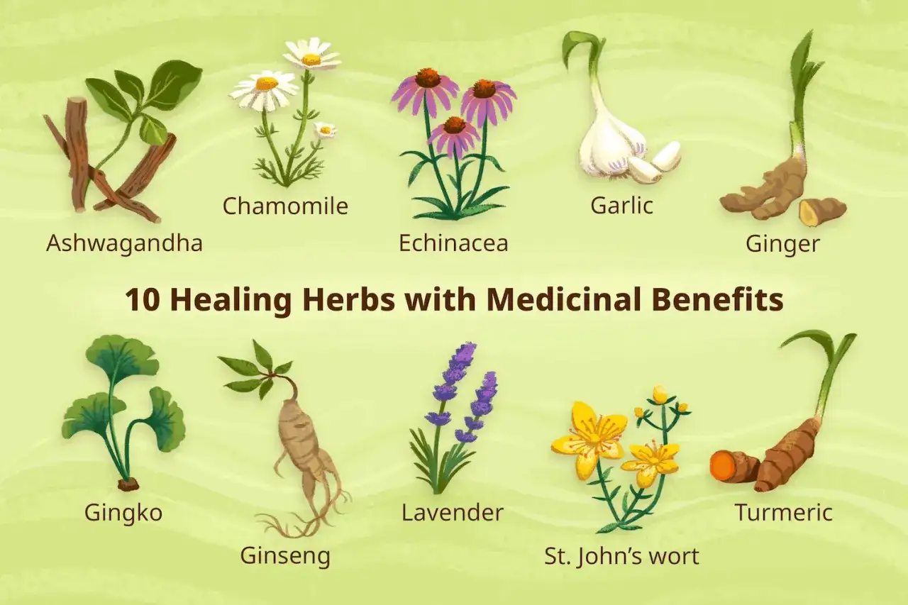 Ashwagandha, eine indische Heilpflanze, neben Kamille, Echinacea, Knoblauch, Ingwer, Ginkgo, Ginseng, Lavendel, Johanniskraut und Kurkuma.