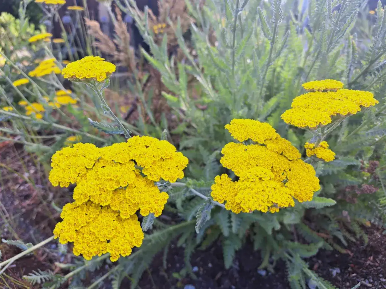 Gelbe Schafgarbenbl&uuml;ten, bekannt f&uuml;r ihre positive schafgarbe wirkung leber.